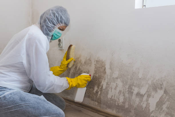 Best Mold Removal Process  in Fruitland, IA