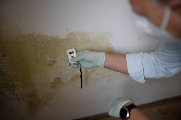 Best Commercial Mold Removal  in Fruitland, IA