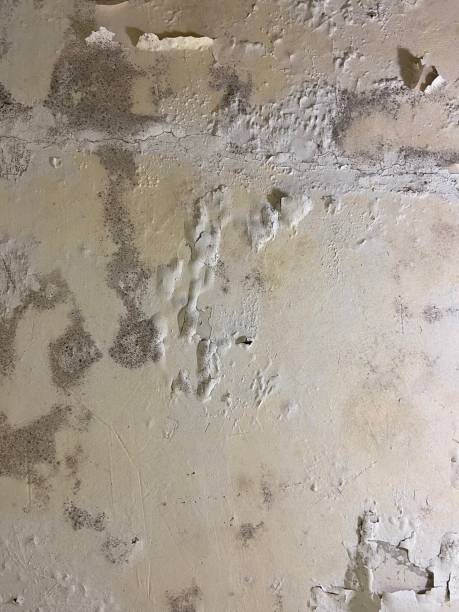 Best Attic Mold Removal  in Fruitland, IA
