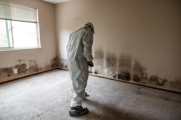 Best Certified Mold Removal  in Fruitland, IA