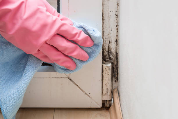 Best Mold Cleaning Services  in Fruitland, IA